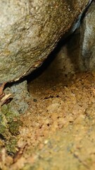 2003)european hornet nest in a gap in a stone wall(Photo taken at 22:18 on august 9, 2017)