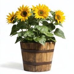 Obraz premium Cheerful Sunflower Plant in Wooden Pot with Bright Yellow Blooms