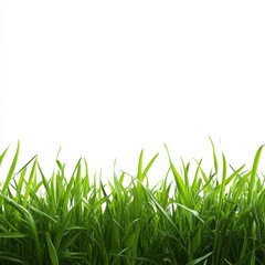Fototapeta premium Bright and Lively Green Grass Creating a Vibrant Natural Background