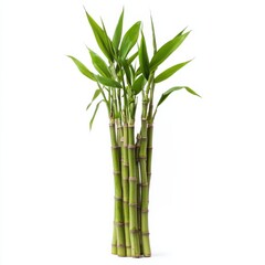 Vertical Growth of Sugarcane Plant with Tall and Straight Stems