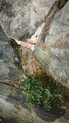 2004)european hornet nest in a gap in a stone wall(Photo taken at 22:40 on august 9, 2017)
