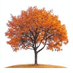Vibrant Deciduous Tree with Stunning Changing Foliage in Autumn