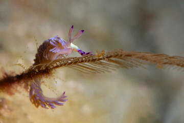Nudibranch Pteraeolidia semperi. Underwater macro photo from Romblon Island, Philippines.