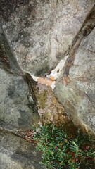 2005)european hornet nest in a gap in a stone wall(Photo taken at 22:40 on august 9, 2017)