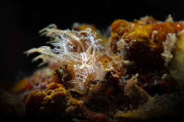 Nudibranch Melibe colemani. Underwater macro photography from Romblon, Philippines