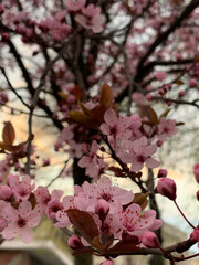 pink cherry blossom sakura blooming background abstract