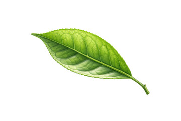 Obraz premium A single green tea leaf with intricate veins, vibrant green hues, and a fresh texture, symbolizing purity and nature’s detailed elegance, isolated on a transparent background