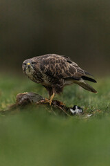 BUZZARD OVER KILL