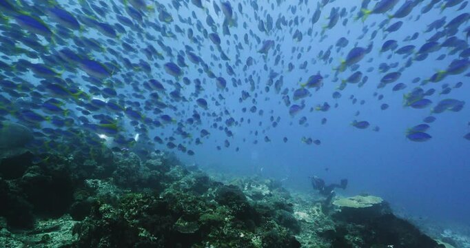 yellowtail fusilier like wall in underwater