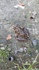 A spotted frog sits on the bank of a river
