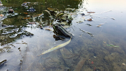A frog sitting half in the water on the bank of a river