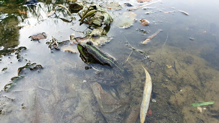 A frog sitting half in the water on the bank of a river