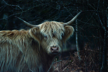 Fototapeta premium A blonde highland cow staring at the camera on a cold winter evening 