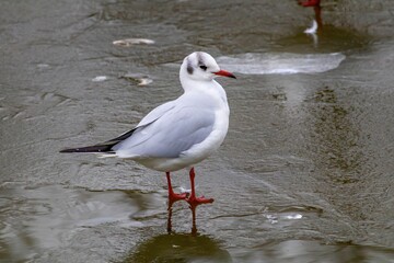 Portrait d'une mouette sur la glace