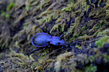 An endangered species, the blue ground beetle on a mossy log during a cold winter day.