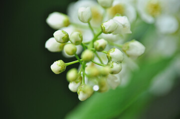 Beautiful white mirabelle flowers in a cluster
