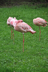 Pink flamingos resting on green grass