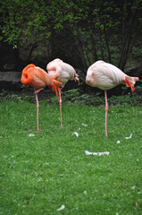 Pink flamingos resting on green grass