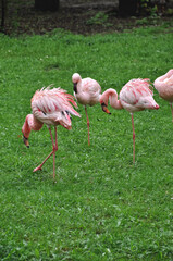 Pink flamingos resting on green grass