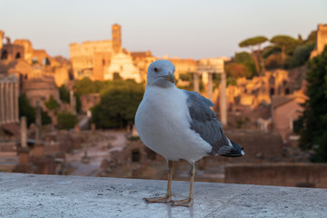 close-up of a seagull, in the background the historic center of Rome