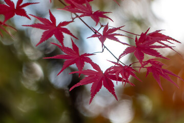 初冬の美しい紅葉の風景　滋賀県大津市びわこ文化公園