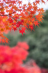 初冬の美しい紅葉の風景　滋賀県大津市びわこ文化公園