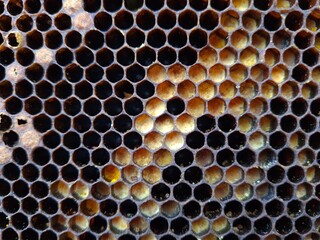 Intricate Honeycomb Structure Created by Busy Bees
