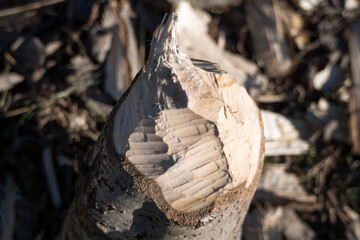 Tree gnawed through by beaver, illustration of beaver damage. Tree trunks felled by beavers. © AFilipczuk