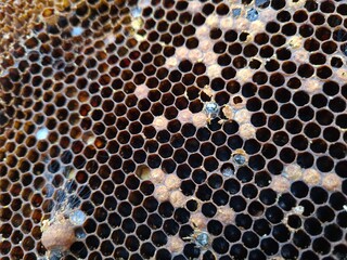Intricate Honeycomb Structure Created by Busy Bees
