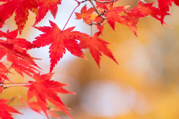 初冬の美しい紅葉の風景　滋賀県大津市びわこ文化公園