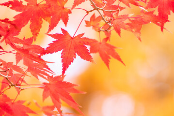 初冬の美しい紅葉の風景　滋賀県大津市びわこ文化公園