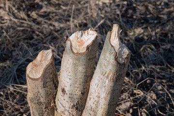Tree gnawed through by beaver, illustration of beaver damage. Tree trunks felled by beavers. © AFilipczuk