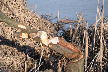 Tree gnawed through by beaver, illustration of beaver damage. Tree trunks felled by beavers. © AFilipczuk