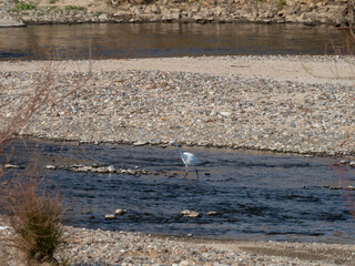 大阪を流れる大和川のダイサギ