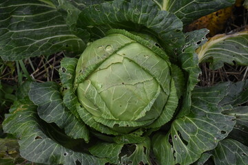 Fototapeta premium Fresh Green Cabbage in the Garden