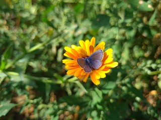 Delicate Butterfly Resting on Vibrant Flower Petals
