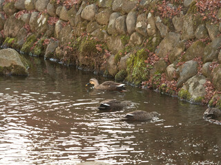 奈良公園吉城川のカルガモ