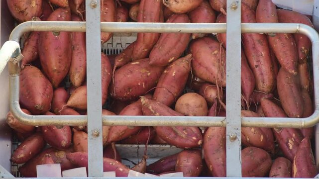 Sweet potatoes cleaning in a industrial tray. Ipomoea Batatas