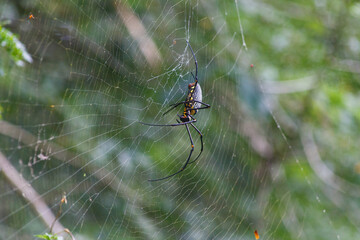 spider on web