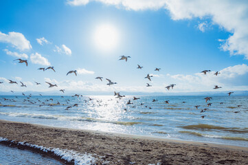 群れで飛ぶオナガガモ（猪苗代湖・志田浜）
