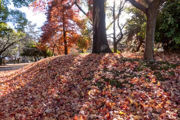 初冬の美しい紅葉の風景　滋賀県大津市