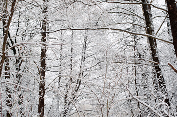 winter background, photo of snow-covered tree branches in the forest in winter