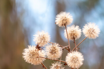 冬の公園でツワブキの丸い花後　種子　朝の光に照らされて　
