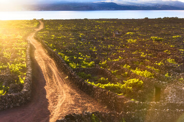 Obraz premium Traditional Vineyard Stone Walls at Sunset on Pico Island, Azores islands, Portugal