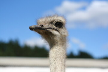 The head of an ostrich close-up on aphids of trees and a clear blue sky. The bird's beautiful...