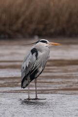 Grey heron (Ardea cinerea) standing on a frozen lake.