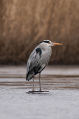 Grey heron (Ardea cinerea) standing on a frozen lake.