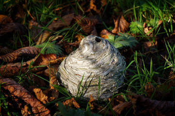 A grey paper wasp nest sits in a fall forest setting, surrounded by brown leaves and green grass on the forest floor.