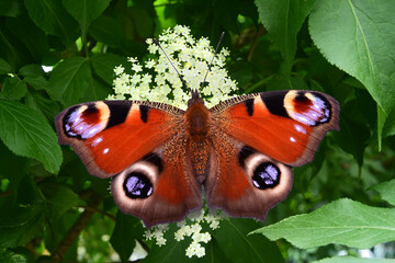 Schmetterling 1184 © K.-U. Häßler