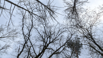 Tree silhouette with bare branches and twigs in a forest against bright sky during winter season, natural abstract trees woodland background